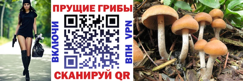 кракен маркетплейс  Очёр  Псилоцибиновые грибы GOLDEN TEACHER 